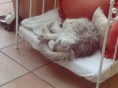 /album/minou-la-gattina-di-casa/a2012-09-08-11-19-26-jpg/